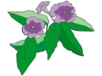 brunfelsia plant.gif